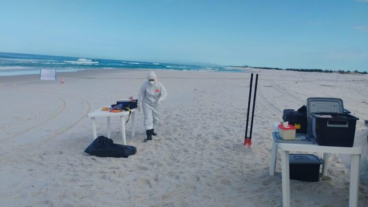 Operação mobilizou órgãos ambientais e especialistas durante quatro dias para manejo da carcaça na Praia Grande. Foto: Vanessa Rodrigues